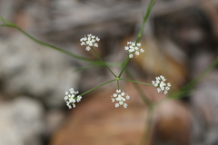 Pimpinella tirupatiensis